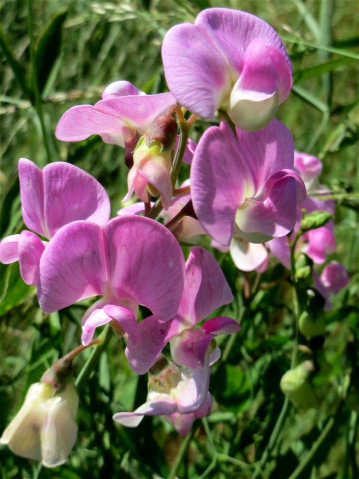 Breitblättrige Platterbse (Lathyrus latifolius) im Almet in Sankt Arnual