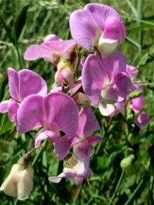 Breitblättrige Platterbse (Lathyrus latifolius) im Almet in Sankt Arnual