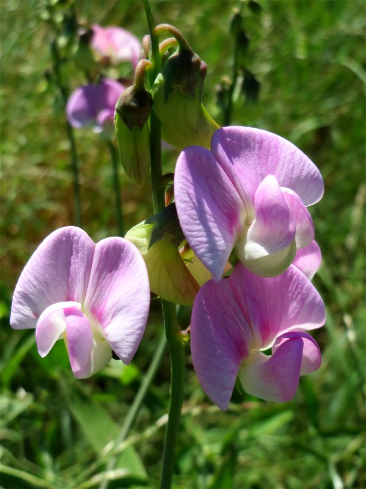 Breitblättrige Platterbse (Lathyrus latifolius) im Almet in Sankt Arnual