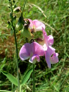 Breitblättrige Platterbse (Lathyrus latifolius) im Almet in Sankt Arnual