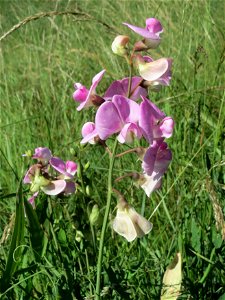 Breitblättrige Platterbse (Lathyrus latifolius) im Almet in Sankt Arnual