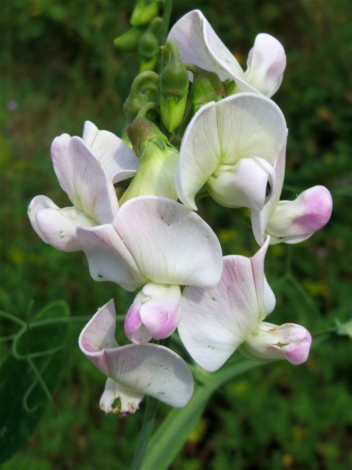 Breitblättrige Platterbse (Lathyrus latifolius) am Bahnhof Bruchmühlbach-Miesau