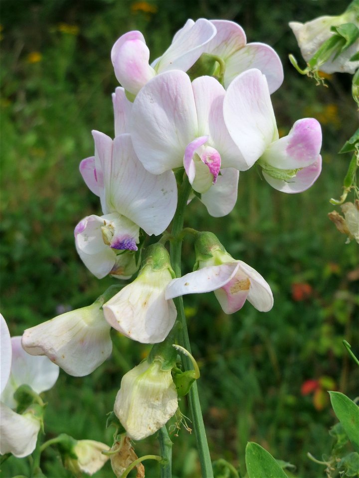 Breitblättrige Platterbse (Lathyrus latifolius) am Bahnhof Bruchmühlbach-Miesau