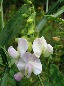 Breitblättrige Platterbse (Lathyrus latifolius) am Bahnhof Bruchmühlbach-Miesau