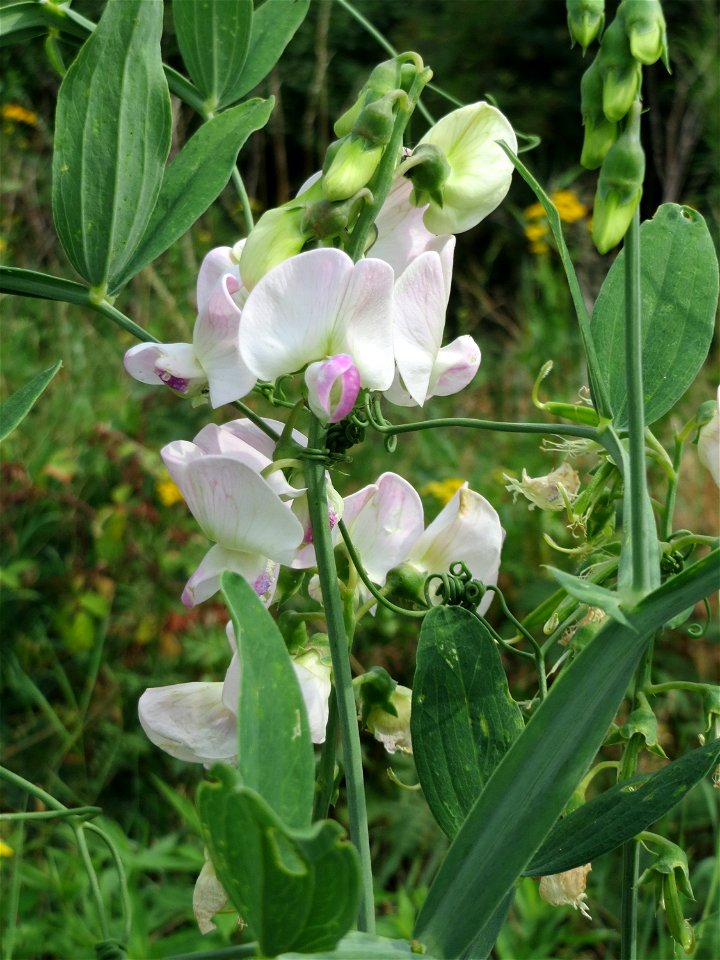 Breitblättrige Platterbse (Lathyrus latifolius) am Bahnhof Bruchmühlbach-Miesau