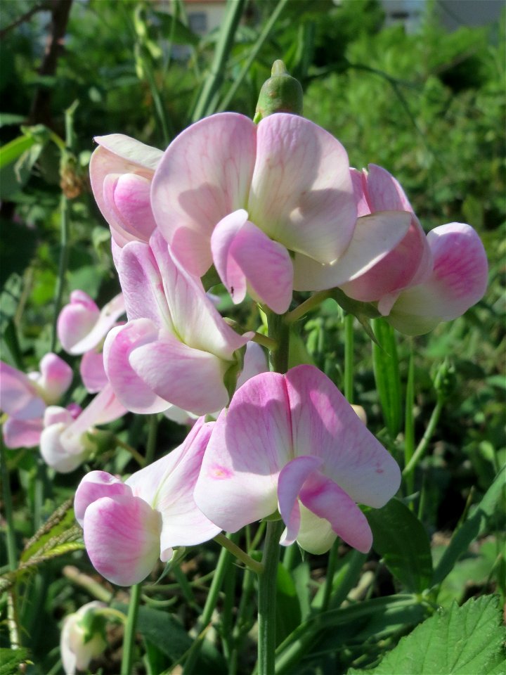 Breitblättrige Platterbse (Lathyrus latifolius) in Hockenheim - inmitten des Baustellen-Großprojekts zur Renaturierung des Kraichsbach, haben noch ein paar Pflanzen überlebt