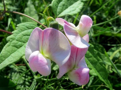 Breitblättrige Platterbse (Lathyrus latifolius) in Hockenheim - inmitten des Baustellen-Großprojekts zur Renaturierung des Kraichsbach haben noch ein paar Pflanzen überlebt