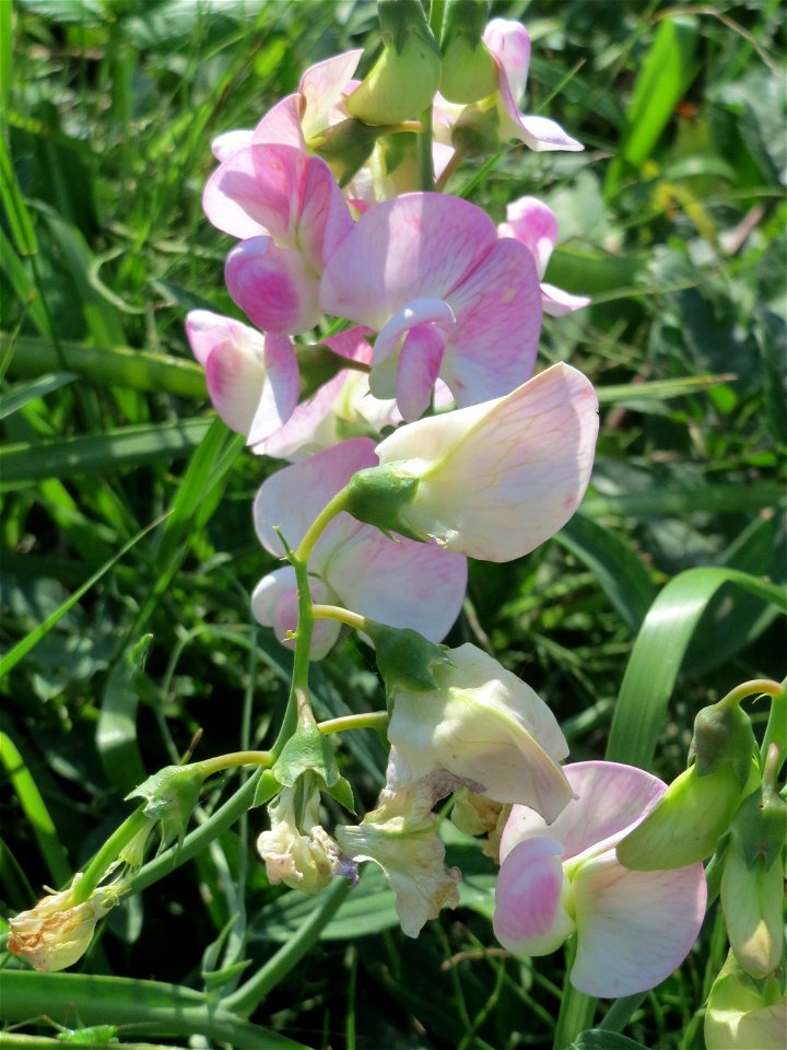 Breitblättrige Platterbse (Lathyrus latifolius) in Hockenheim - inmitten des Baustellen-Großprojekts zur Renaturierung des Kraichsbach haben noch ein paar Pflanzen überlebt