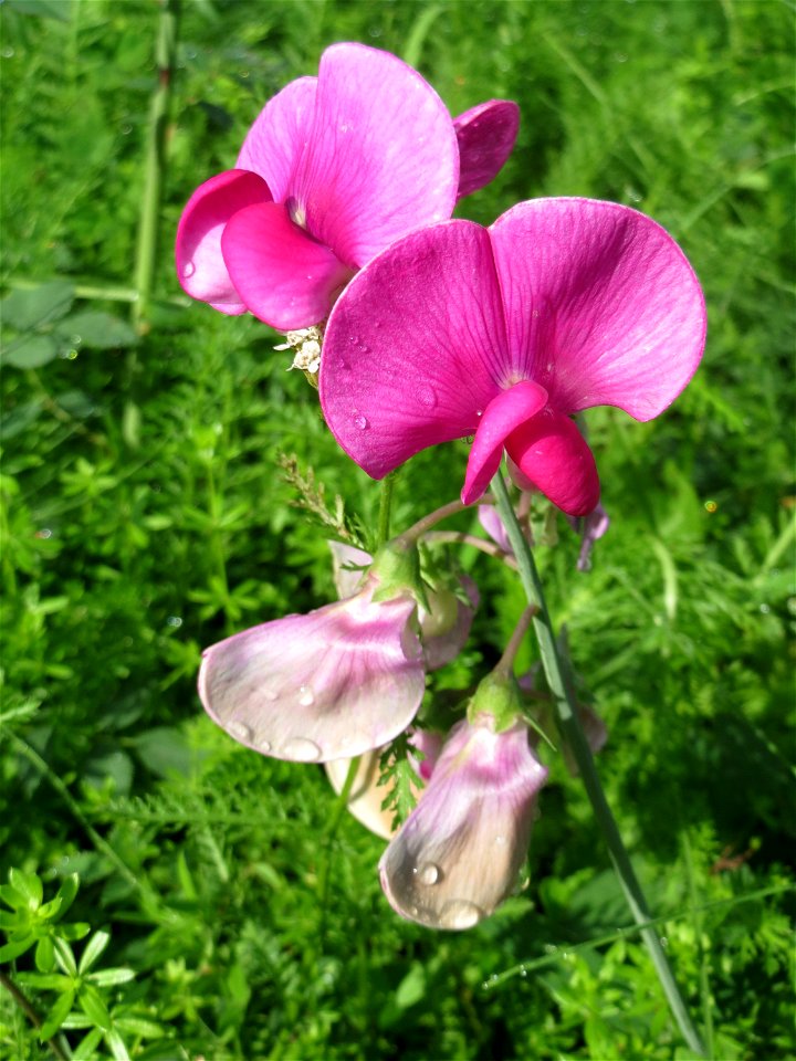 Breitblättrige Platterbse (Lathyrus latifolius) im Bürgerpark Saarbrücken