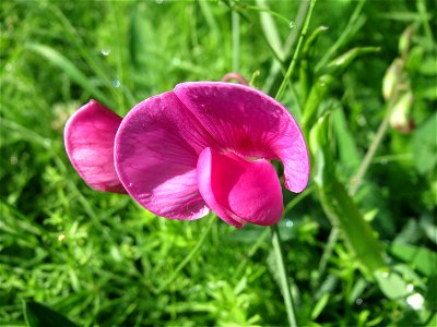 Breitblättrige Platterbse (Lathyrus latifolius) im Bürgerpark Saarbrücken