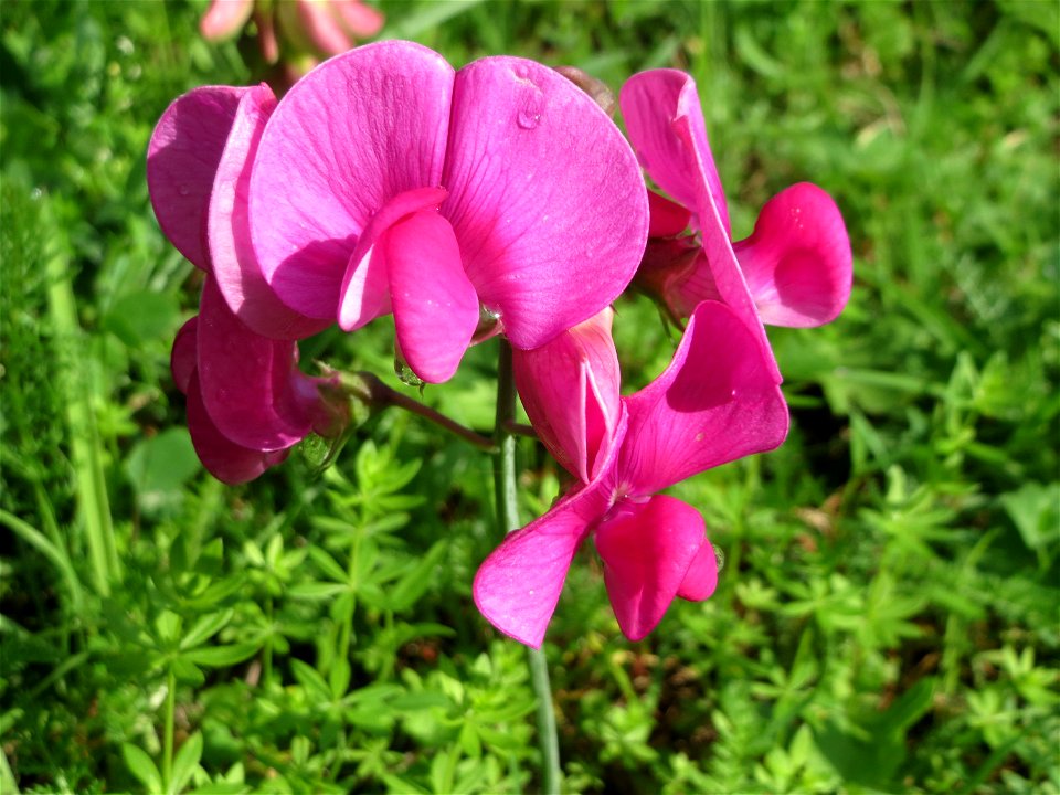 Breitblättrige Platterbse (Lathyrus latifolius) im Bürgerpark Saarbrücken