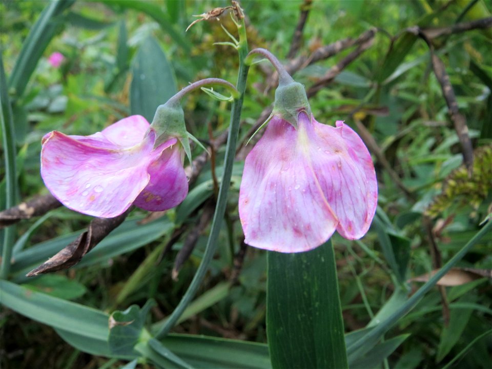 Breitblättrige Platterbse (Lathyrus latifolius) im Naturschutzgebiet „Wagbachniederung“ - ursprünglich aus dem Mittelmeerraum