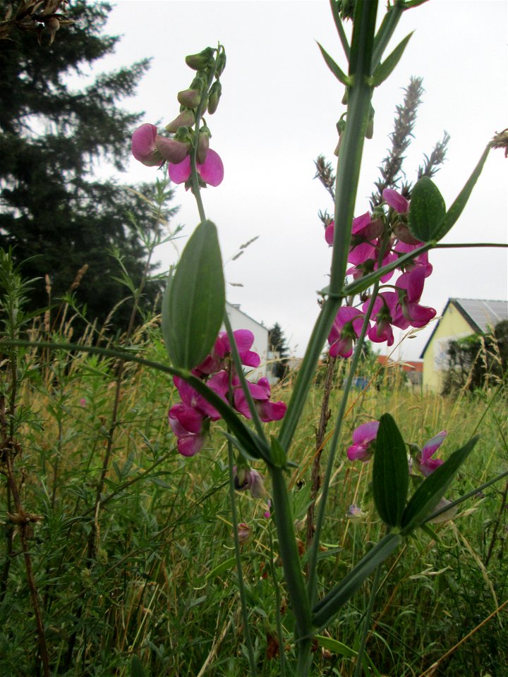 Breitblättrige Platterbse (Lathyrus latifolius) in Hockenheim - eingeschleppt aus dem Mittelmeerraum