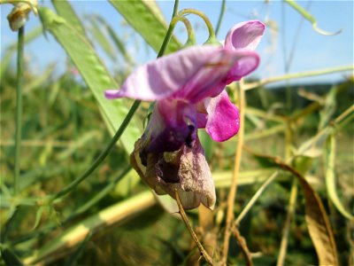 Breitblättrige Platterbse (Lathyrus latifolius) im Almet in Sankt Arnual - ursprünglich aus dem Mittelmeerraum