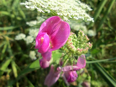 Breitblättrige Platterbse (Lathyrus latifolius) im Almet in Sankt Arnual