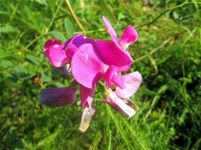 Breitblättrige Platterbse (Lathyrus latifolius) im Bürgerpark Saarbrücken