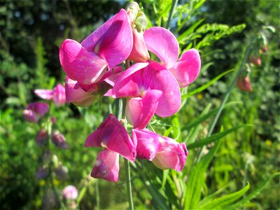 Breitblättrige Platterbse (Lathyrus latifolius) am Bahnhof Bruchmühlbach-Miesau - ursprünglich aus dem Mittelmeerraum