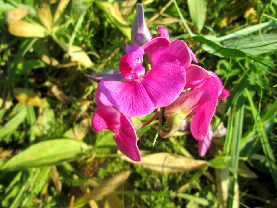 Breitblättrige Platterbse (Lathyrus latifolius) im Bürgerpark Saarbrücken