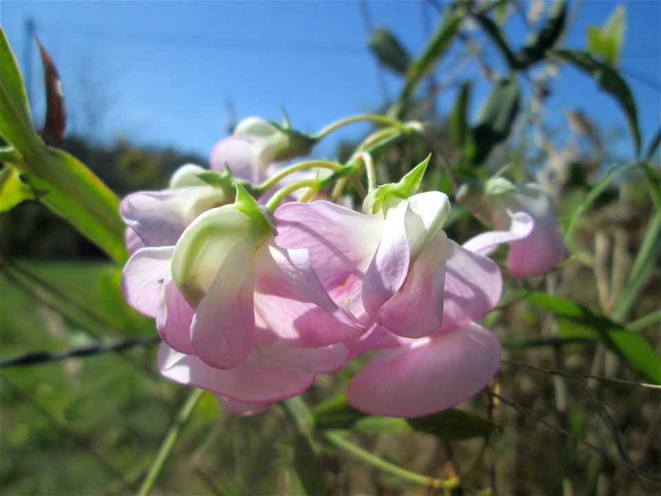 Breitblättrige Platterbse (Lathyrus latifolius) im Almet in Sankt Arnual - ursprünglich aus dem Mittelmeerraum