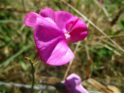 Breitblättrige Platterbse (Lathyrus latifolius) im Almet in Sankt Arnual - ursprünglich aus dem Mittelmeerraum