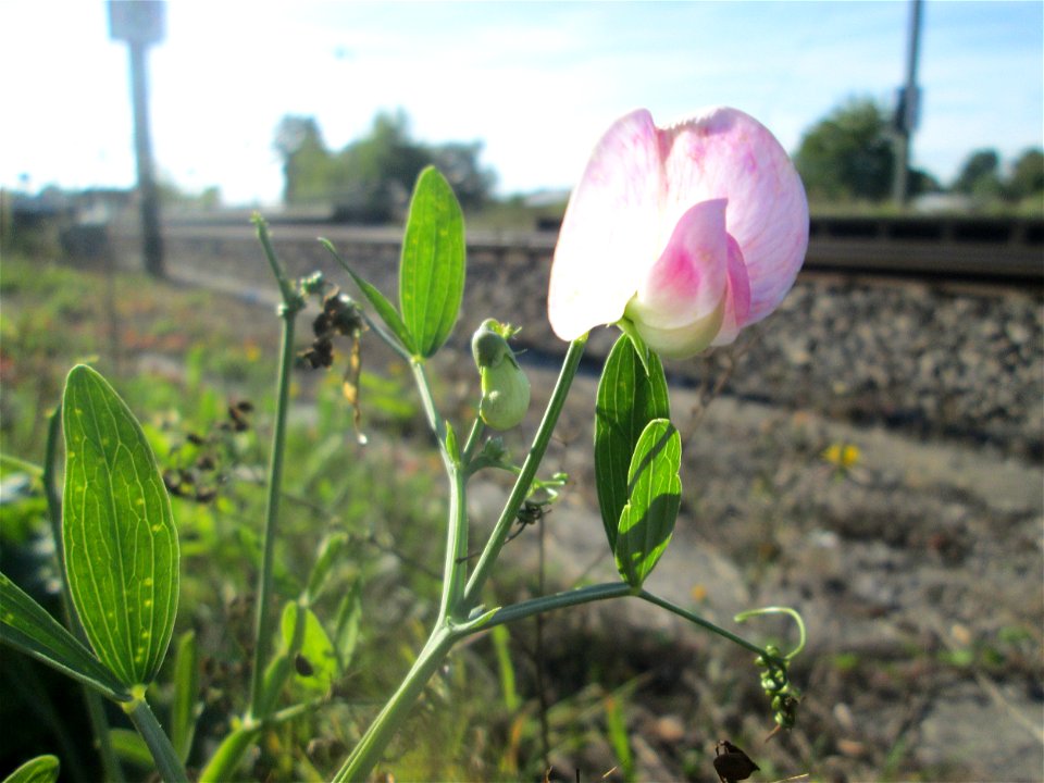 Breitblättrige Platterbse (Lathyrus latifolius) am Bahnhof Bruchmühlbach-Miesau - ursprünglich aus dem Mittelmeerraum
