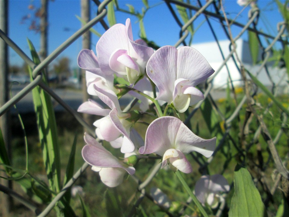Breitblättrige Platterbse (Lathyrus latifolius) in Bruchmühlbach-Miesau - ursprünglich aus dem Mittelmeerraum