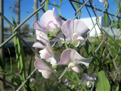 Breitblättrige Platterbse (Lathyrus latifolius) in Bruchmühlbach-Miesau - ursprünglich aus dem Mittelmeerraum