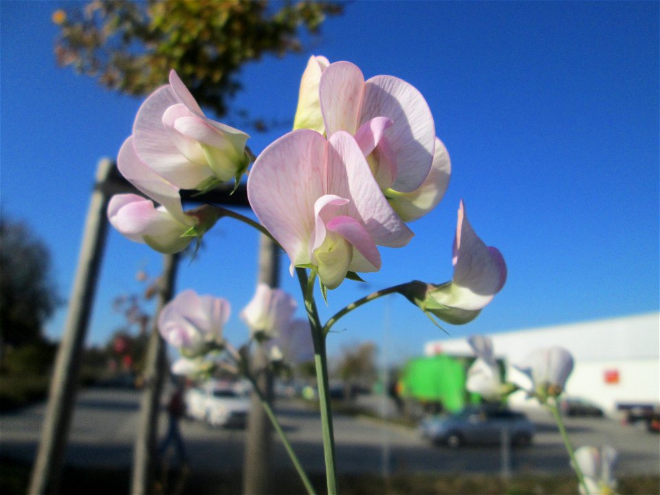 Breitblättrige Platterbse (Lathyrus latifolius) in Bruchmühlbach-Miesau - ursprünglich aus dem Mittelmeerraum