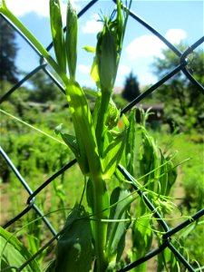 Breitblättrige Platterbse (Lathyrus latifolius) am Rotenbühl in Saarbrücken