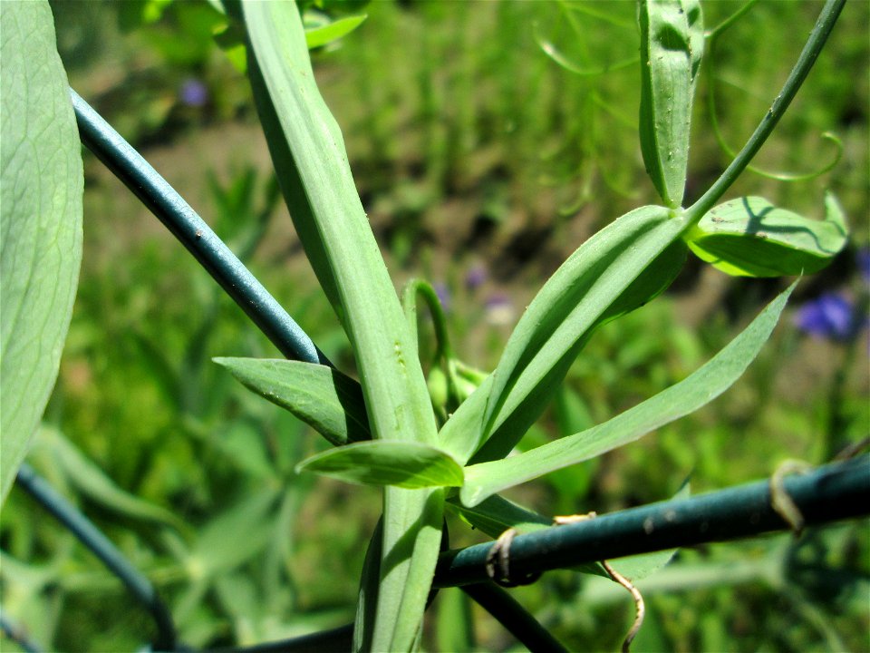 Breitblättrige Platterbse (Lathyrus latifolius) am Rotenbühl in Saarbrücken