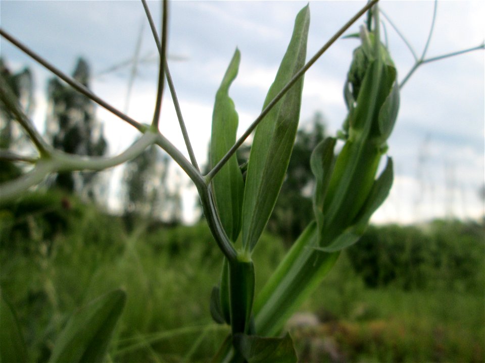 Breitblättrige Platterbse (Lathyrus latifolius) im Bürgerpark Saarbrücken