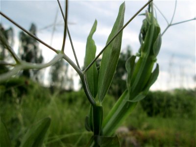 Breitblättrige Platterbse (Lathyrus latifolius) im Bürgerpark Saarbrücken