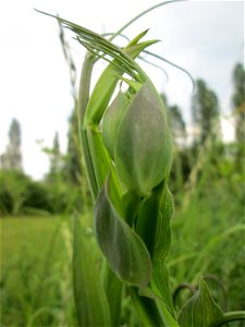 Breitblättrige Platterbse (Lathyrus latifolius) im Bürgerpark Saarbrücken