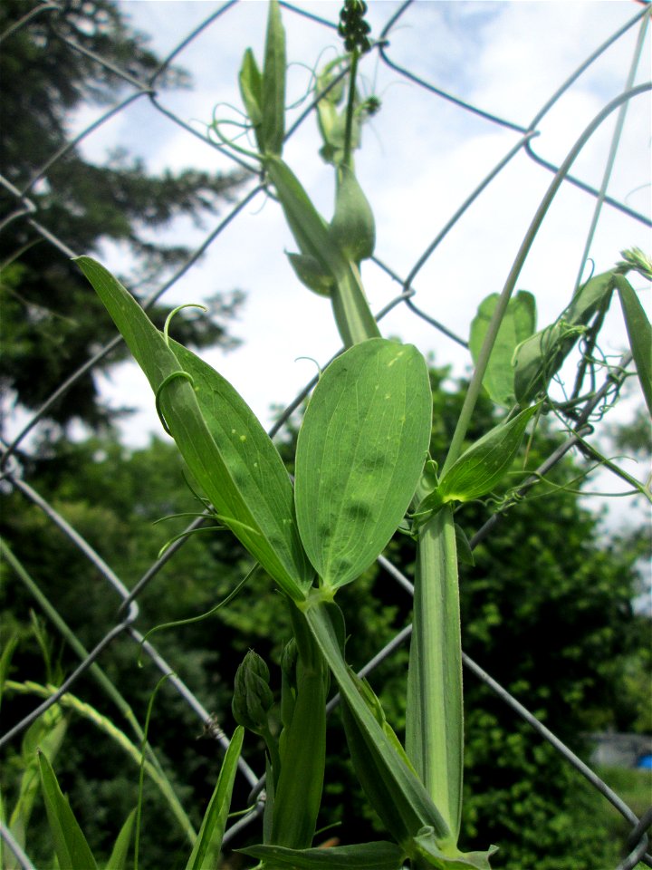Breitblättrige Platterbse (Lathyrus latifolius) in Hockenheim - eingeschleppt aus dem Mittelmeerraum