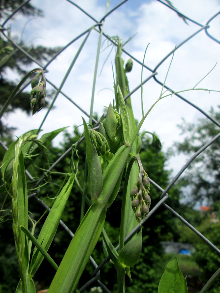 Breitblättrige Platterbse (Lathyrus latifolius) in Hockenheim - eingeschleppt aus dem Mittelmeerraum