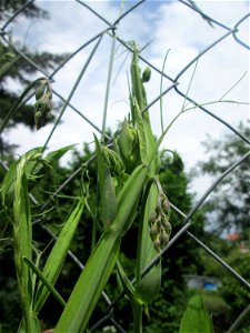 Breitblättrige Platterbse (Lathyrus latifolius) in Hockenheim - eingeschleppt aus dem Mittelmeerraum