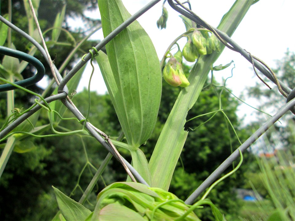Breitblättrige Platterbse (Lathyrus latifolius) in Hockenheim - eingeschleppt aus dem Mittelmeerraum