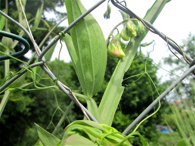 Breitblättrige Platterbse (Lathyrus latifolius) in Hockenheim - eingeschleppt aus dem Mittelmeerraum