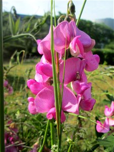 Breitblättrige Platterbse (Lathyrus latifolius) im Bürgerpark Saarbrücken