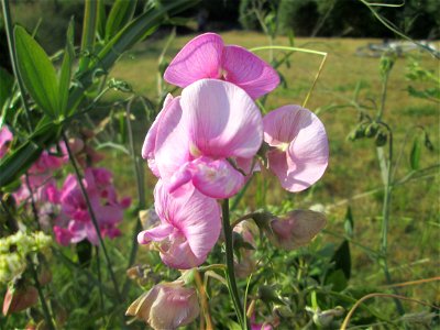 Breitblättrige Platterbse (Lathyrus latifolius) im Bürgerpark Saarbrücken