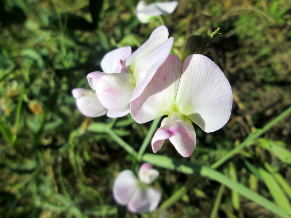 Breitblättrige Platterbse (Lathyrus latifolius) am Osthafen in Saarbrücken