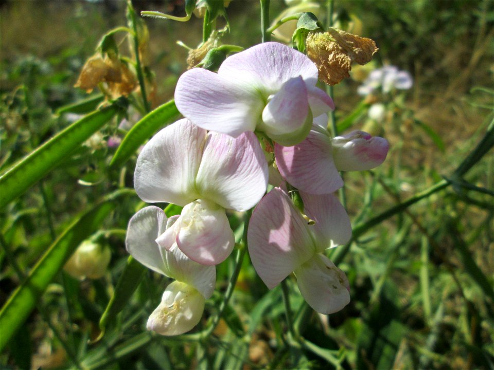 Breitblättrige Platterbse (Lathyrus latifolius) am Osthafen in Saarbrücken