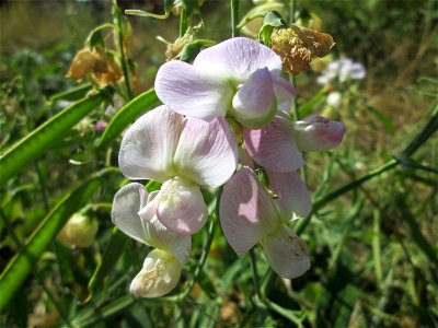 Breitblättrige Platterbse (Lathyrus latifolius) am Osthafen in Saarbrücken