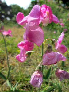 Breitblättrige Platterbse (Lathyrus latifolius) in Fechingen