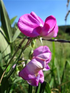 Breitblättrige Platterbse (Lathyrus latifolius) im Almet in Sankt Arnual - ursprünglich aus dem Mittelmeerraum