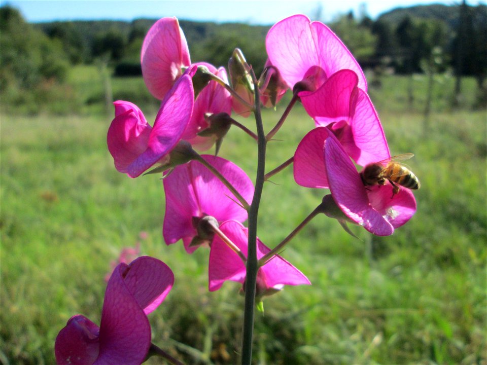 Breitblättrige Platterbse (Lathyrus latifolius) im Almet in Sankt Arnual - ursprünglich aus dem Mittelmeerraum