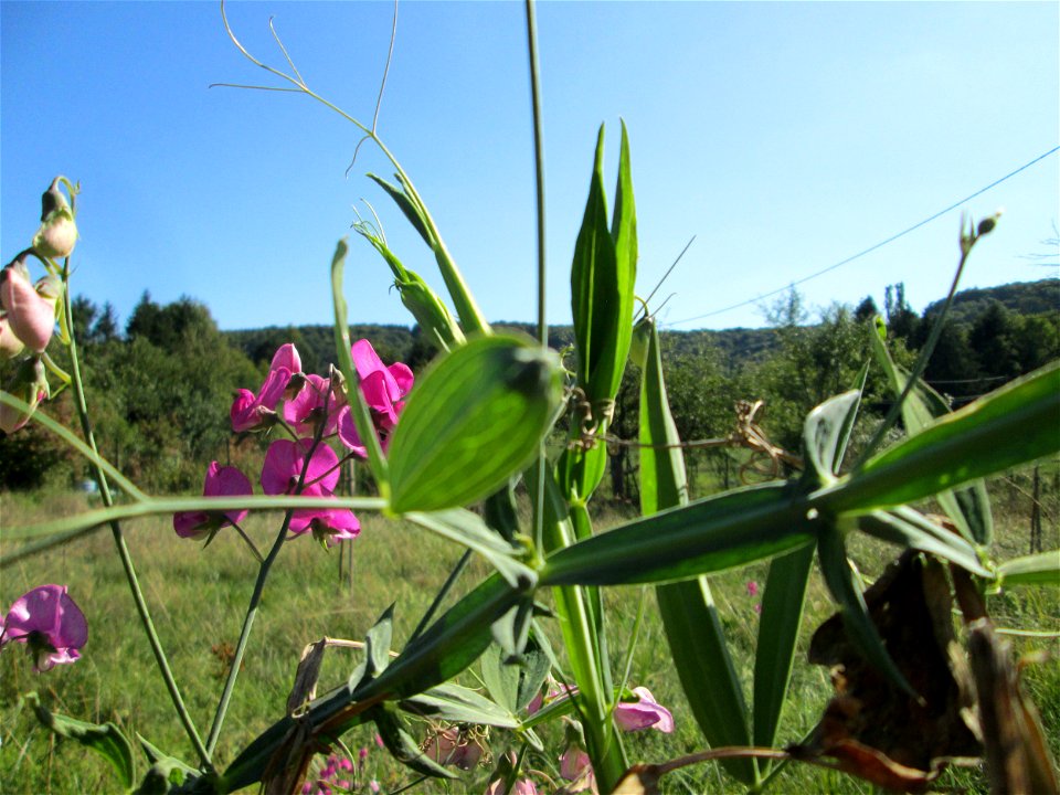 Breitblättrige Platterbse (Lathyrus latifolius) im Almet in Sankt Arnual - ursprünglich aus dem Mittelmeerraum