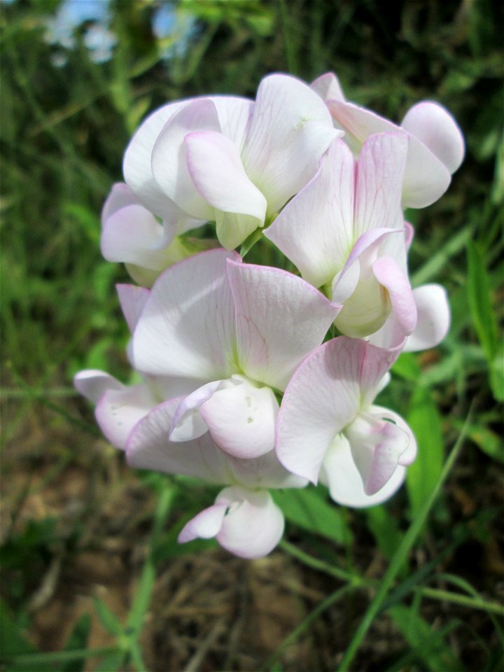Breitblättrige Platterbse (Lathyrus latifolius) in Brebach