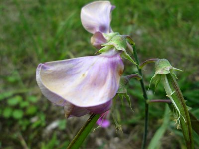 Breitblättrige Platterbse (Lathyrus latifolius) in Brebach