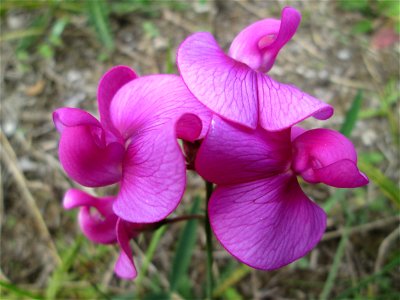 Breitblättrige Platterbse (Lathyrus latifolius) in Brebach